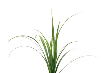 A bunch of green grass.