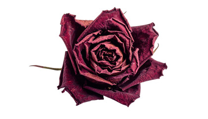 A close-up image of a dried, dark red rose with curled and textured petals displayed prominently.
