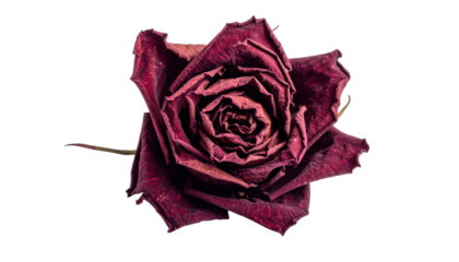 A close-up image of a dried, dark red rose with curled and textured petals displayed prominently.