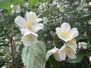 Jasmine bush with white flowers outdoors