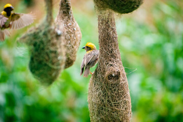 Group of baya weaver birds on th nest.	
