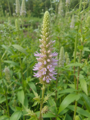 Cone catchfly or the Silene gallica