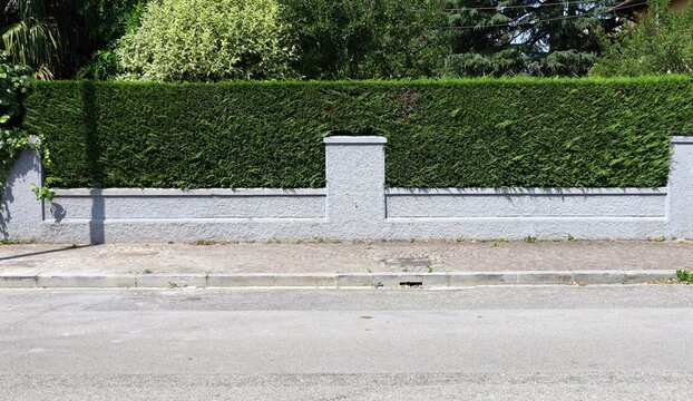 Gray stucco fence with pruned hedge on top. Various plants and trees on behind, sidewalk and suburban street in front. Background for copy space.