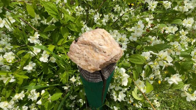 Close-up of golden beetles walking on crystallized quartz atop a green-painted wooden post, with a blooming fragrant bush (Philadelphus) in the background on a sunny spring day.