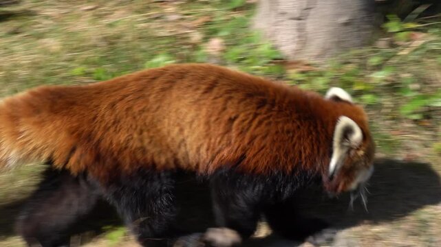 A red panda (Ailurus fulgens), also known as a lesser panda, walking on the ground.