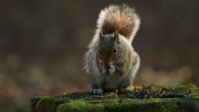 Close up of a grey squirrel sitting on a tree stump eating then scratching its self