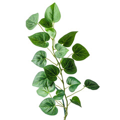 Naklejka premium Green leafy plant branch displayed against a clean Transparent background showcasing natural beauty, plant with green leaves on a PNG background
