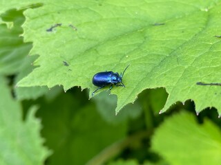 Wanderung Osttirol Schlatenkees 