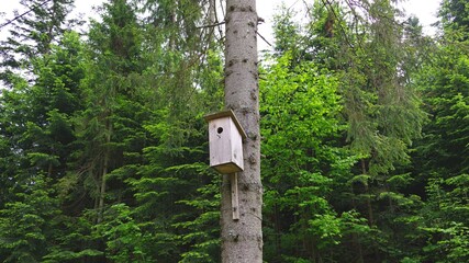 bird house in the forest.bird house, tree, nature, fauna. Ukraine.