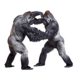 Obraz premium Two gorillas fighting on a white background.