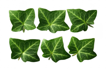 Ivy Leaves Arranged in Rows