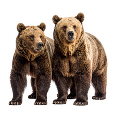 Fototapeta premium A majestic wild brown grizzly bear with furry nature portrait, isolated on a white background