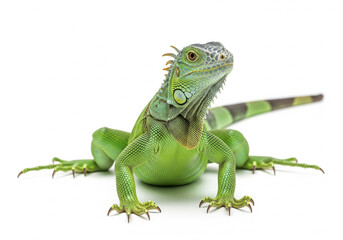 iguane isolé sur un fond blanc
