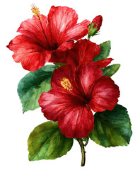 Red Hibiscus Floral Art