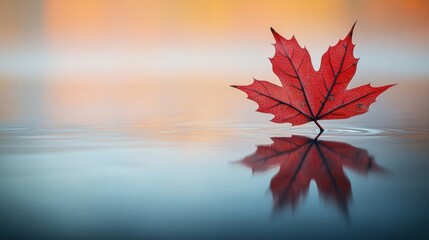 Red Maple Leaf Reflection on Water With Blurred Autumn Background