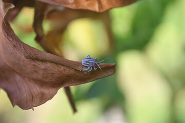 Tiny Stink Bug Nymph on a Dried Leaf with Blurry Green Background