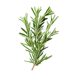 Fototapeta premium Fresh rosemary branch isolated on a Transparent background for culinary use and decoration, Rosemary isolated on PNG background with PNG background