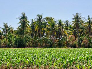 Young corn plants sprouting in the field, with rows of coconut trees in the background