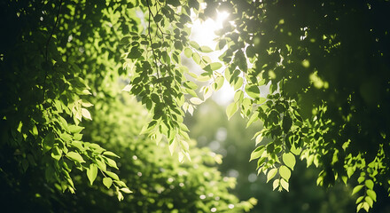 Vibrant Green Leaves Bathed in Golden Sunlight, Creating a Serene Natural Forest Background