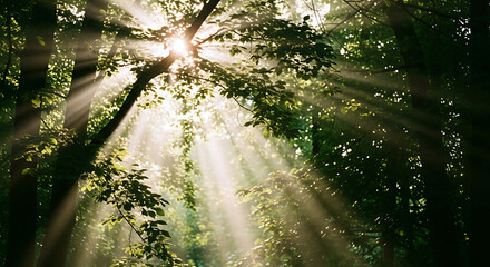 Golden Sunbeams Through Lush Forest Canopy. Ethereal Light Rays Illuminating Green Leaves in a Tranquil Natural Scene.