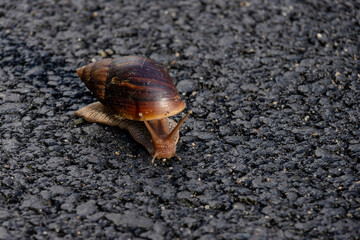 An African giant snail on the ground