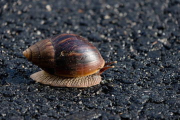 An African giant snail on the ground