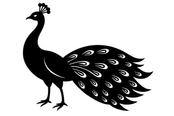 peacock vector illustration