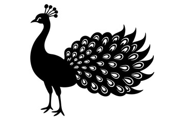 peacock vector illustration