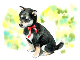 アナログ水彩黒柴の子犬