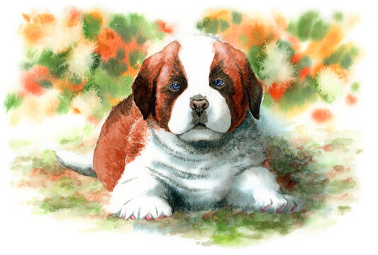 山岳救助犬Images – Browse 10 Stock Photos, Vectors, and