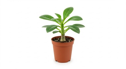 Obraz premium 小さな鉢植えの植物 鮮やかな緑の葉 穏やかな光で輝く. AI Generated