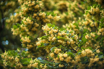 Blossoming linden tree in the park