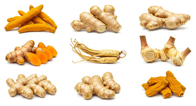 Assorted fresh root spices &ndash; ginger, turmeric, galangal, and fingerroot isolated on white background