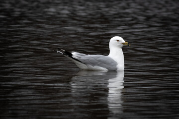 seagull on the water