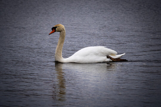 mute swan on the lake 4x6