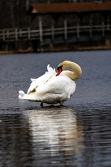 mute swan preening in the water