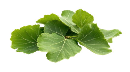Cluster of Fresh Green Fig Leaves with Natural Textures and Detail on Transparent Background