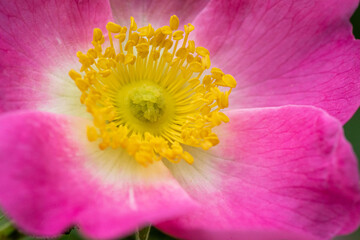 Macro full frame image of pink wild rose flower with yellow pollen