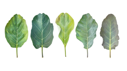 Assorted Green Fig Leaves on Transparent Background Showcasing Unique Natural Textures and Shapes