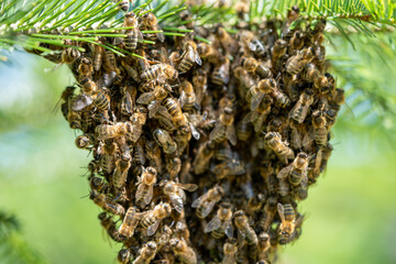 Swarm of wild bees hanging on branch in forest during summer as macro 1