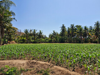 Young corn plants sprouting in the field, with rows of coconut trees in the background