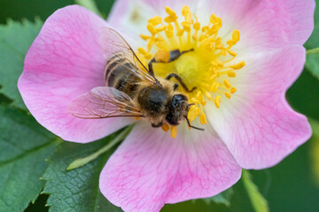 Bee pollinating pink wild rose collecting pollen and nectar as macro closeup 4