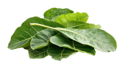 Fresh Green Fig Leaves with Natural Texture on a Transparent Background