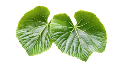 Pair of Fresh Green Fig Leaves Isolated on Transparent Background Showcasing Natural Beauty and Texture