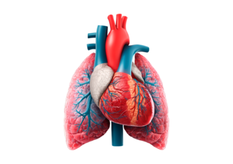 Human heart and lungs anatomy model for medical education and healthcare visualization on transparent background, PNG