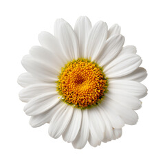 daisy isolated on white background