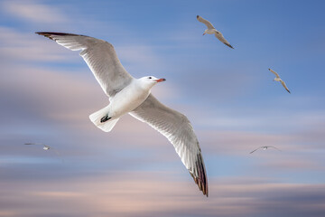 Graceful White Seagull Flying with Wings Spread in Blue Sky
