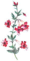 California fuchsia. Watercolor hand drawing painted illustration.