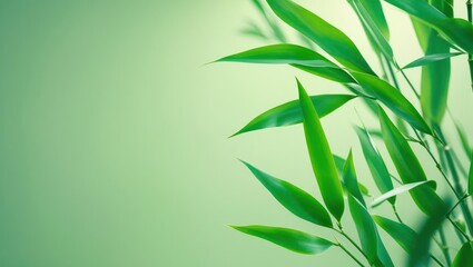Naklejka premium Close-up view of vibrant green bamboo leaves.