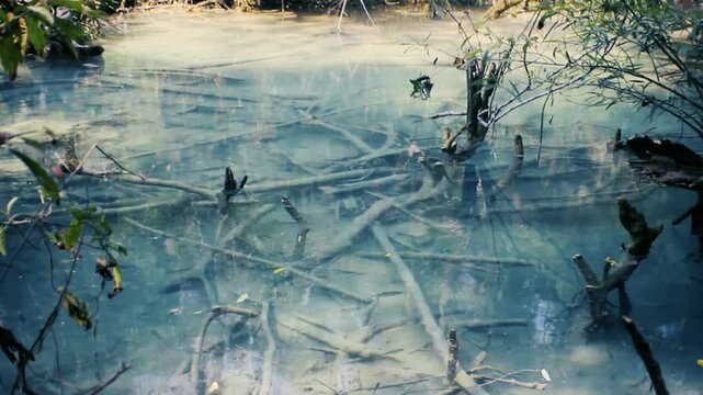 A reservoir in a rain forest during the winter dry season. The roots of the trees intertwined in the water like snakes. Laos